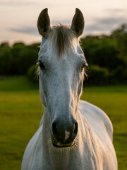 white horse in british summer paddock in warm evening light
