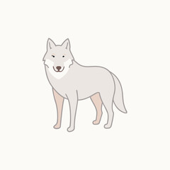 Light gray wolf standing on white background animal canine