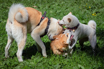 Fototapete bei efototapeten.de bestellen   