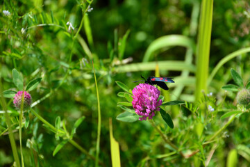 Butterfly on a Red Clover Flower in a Green Field copy space