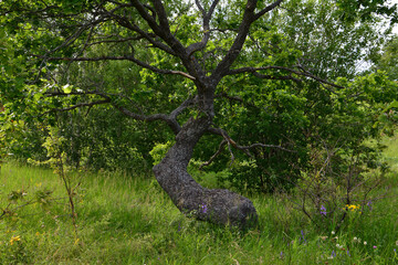 Curved oak Tree in a Grassy Meadow with Lush Green Foliage mystery fairy tale