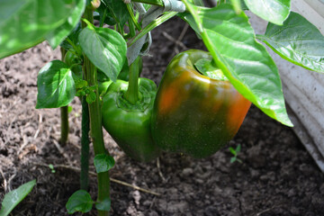 Green and orange bell peppers growing in garden close up