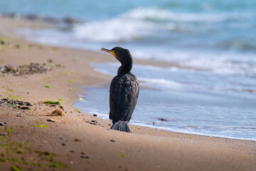Cormorant on Sandy Beach by the Sea â€“ Wildlife Bird Close-Up on Coastal Shoreline