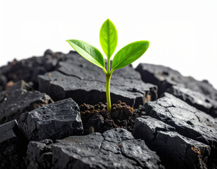  Conceptual Symbol of Resilience Green Plant Emerging from Black Lava &ndash; PNG Cutout