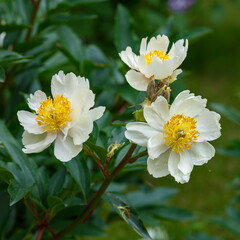 A magnificent blooming white peony in a spring garden