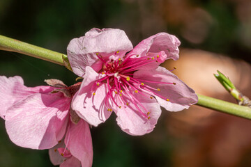 fleur