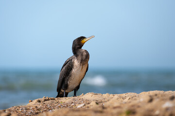 Cormorant on Sandy Beach by the Sea â€“ Wildlife Bird Close-Up on Coastal Shoreline
