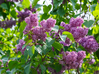 Magnificent blooming lilacs in a spring garden