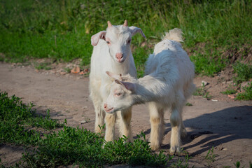 Beautiful little goats strolling through the village. Free grazing of baby goats.
