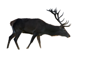 Isolated deer with antlers wildlife animal mammal stag buck nature forest wild outdoors cervidae hunting 100