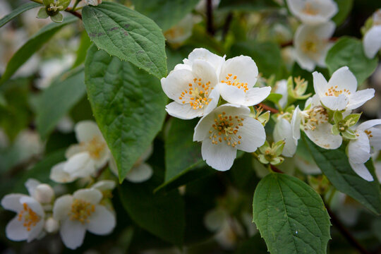 Philadelphus coronarius (sweet mock orange, English dogwood). White garden Jasmine flowers. Spring blossom background. 