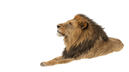 Obraz premium Lion king looking up majestic wildlife animal portrait african safari feline predator nature reserve photo