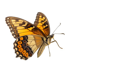Isolated butterfly wings nature insect flying closeup orange black background wallpaper stock photo 