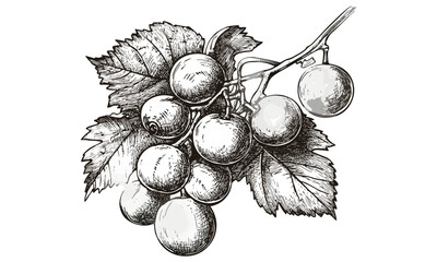 Retro fruit sketch of muscadine grapes, vintage botanical illustration, southern healthy food art, black line etching, hand-drawn grape artwork, traditional engraving style, © Vintage Studio