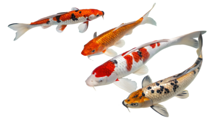 Koi fish pond colorful japanese carp swimming underwater animal pet aquatic beauty zen peaceful nature 100