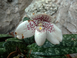 Beautiful White Wild Orchid Paphiopedilum Bellatulum (Paphiopedilum Godefroyae) Growing Naturally...
