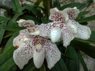 Beautiful White Wild Orchid Paphiopedilum Bellatulum (Paphiopedilum Godefroyae) Growing Naturally...