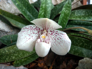 Beautiful White Wild Orchid Paphiopedilum Bellatulum (Paphiopedilum Godefroyae) Growing Naturally...