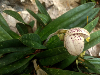 Beautiful White Wild Orchid Paphiopedilum Bellatulum (Paphiopedilum Godefroyae) Growing Naturally in the Wild