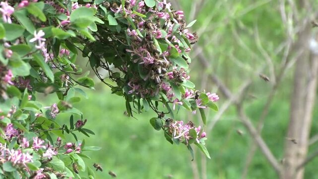 Honey bees are collecting nectar