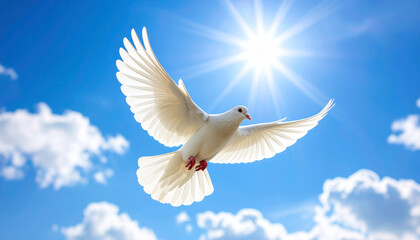 Fototapeta premium A white dove soars gracefully against a bright, sunny, blue sky.