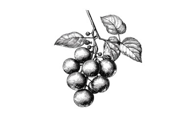 Vintage sea grape fruit engraving, tropical cluster sketch, hand-drawn botanical print, retro decor art, old engraving style, exotic fruit illustration, classic food art