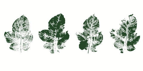 Natural potato leaves imprint, grunge style, vector, isolated, decorative elements for design	
