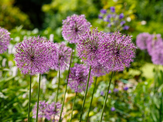 Allium Giganteum blooming in spring garden