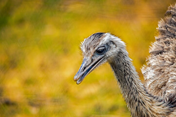 Nahaufnahme eines Strau&szlig;