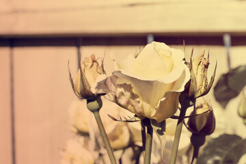 Retro style photo of delicate roses in full bloom, kissed by morning dew and surrounded by tender...