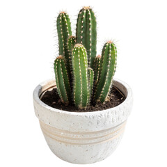 Green cactus plant with multiple stems in a decorative white pot isolated on transparent background