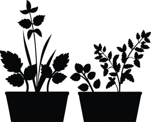 Black and White Potted Herb Plants Silhouette – Minimal Botanical Illustration