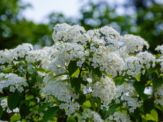 Deutzia amurensis (Regel) Airy Shaw blooms in garden