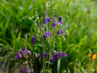 Columbine , or Orliky , or Aquilegia ( Latin- Aquilegia ) is a genus of herbaceous perennial plants of the Buttercup family ( Ranunculaceae )
