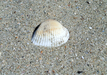 Sea shell on the Black Sea beach in Constanta, Romania