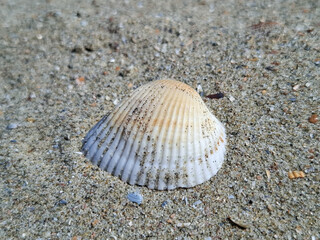 Sea shell on the Black Sea beach in Constanta, Romania