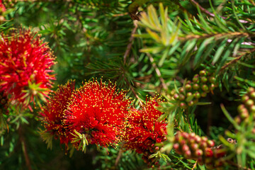 A striking red bottlebrush flower in full bloom, set against a lush green background. Its vivid red...