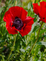 Papaver orientale, the Oriental poppy, is a perennial flowering plant native to the Caucasus