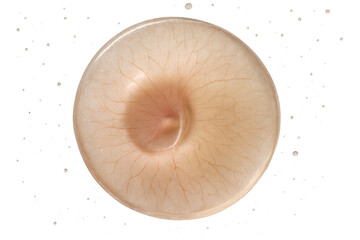 Human navel close-up with visible veins isolated on a transparent background.