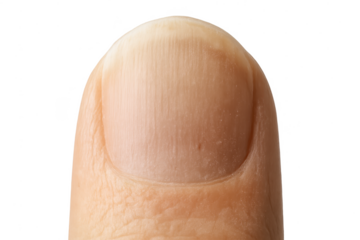 Detailed macro shot of a healthy human fingernail on transparent background.