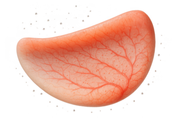 Vascular tissue with blood vessels isolated on a transparent background.