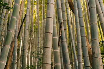 A narrow path with green bamboo trees on both sides