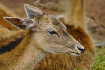Fallow deer (Dama dama) hind Cervidae family. Machico Madeira, Portugal.
