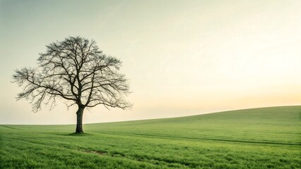 Fototapeta premium Solitary bare tree stands tall in a vast green field under a softly lit sky