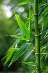 Fototapeta premium Lush green bamboo stalks and leaves with dew in sunlit forest