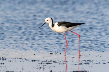 Pied Stilt Standing in Shallow Water (Himantopus leucocephalus)