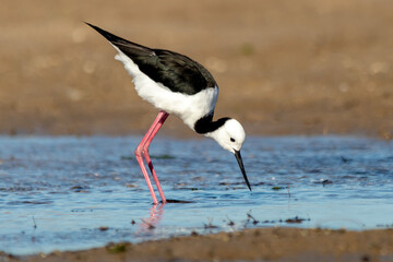 Profile View of Pied Stilt on Tidal Edge (Himantopus leucocephalus)
