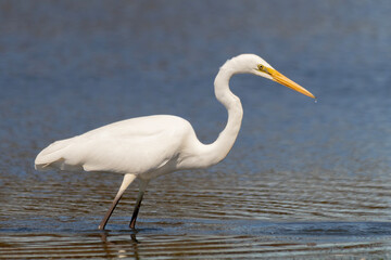 Eastern Great Egret with Curved Neck After Strike (Ardea alba modesta)
