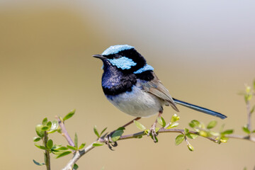 Male Superb Fairywren in Breeding Plumage Perched on Branch 
