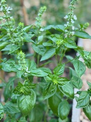 Flowering basil plant in garden setting.
